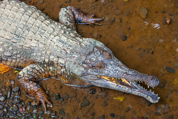 Crocodile with open mouth, on the river bank with clear water, photographed from above. Caiman or alligator - aquatic reptiles, lives in tropics.