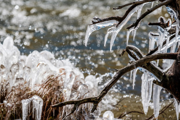Icicles on trees and grass by lake