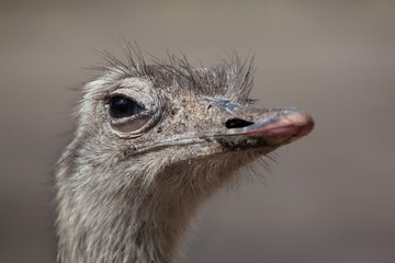 Greater rhea (Rhea americana)