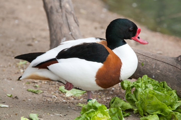 Common shelduck (Tadorna tadorna).
