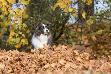 Obraz premium Border Collie Hund im Herbst