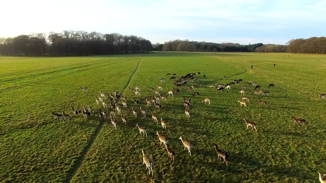 aerial view of deers on a meadow. Drone footage of deers in Phoenix park in Dublin, Ireland 