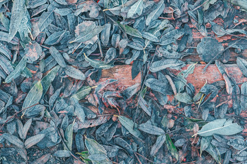 The fallen leaves of the trees froze on a wooden background.