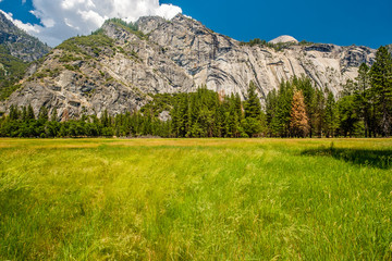 Meadow in Yosemite National Park Valley