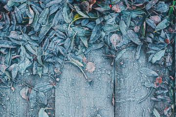 The fallen leaves of the trees froze on a wooden background.
