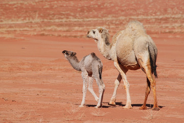 Baby camel with mother walking on red desert Wadi Rum in Jordan.