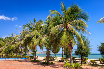 Obraz na płótnie Canvas Coconut trees at Phan Rang beach in the afternoon, Ninh Thuan, Vietnam. Ninh Thuan is famous for beautiful landscapes, majestic Cham towers and unique Cham culture