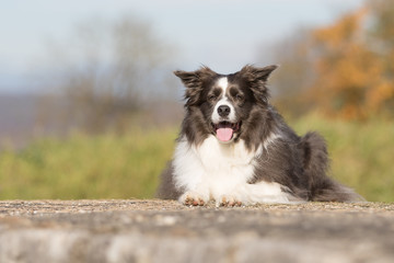 Border Collie Hund im Herbst