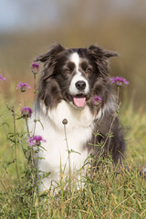 Border Collie Hund im Herbst