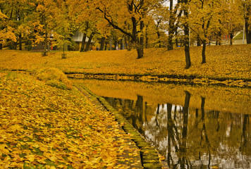 Gold autumn in my city