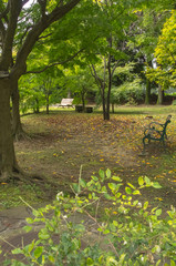 ベンチのある公園・秋の風景