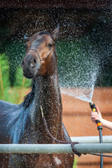 A horse enjoying the shower outdoor