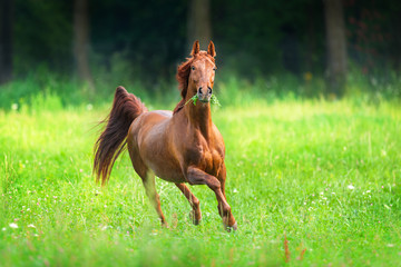 Red horse run on green summer pasture