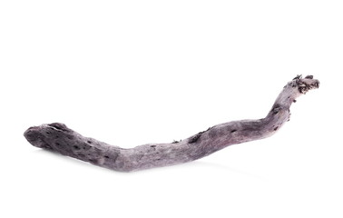 dry branches isolated on white background