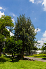 木々・自然あふれる公園・ふれあい