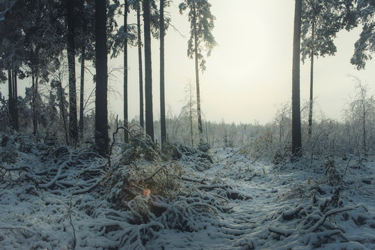 Fototapeta Dark forest with fog in morning. First snow in ground.