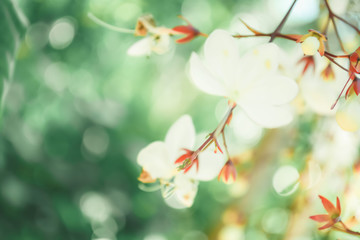 Soft focus small white flower with bokeh spring of nature background