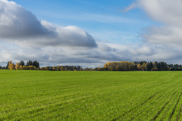 Green field and trees