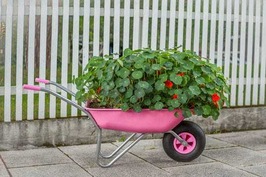 A lovely strange flower pot in Norway