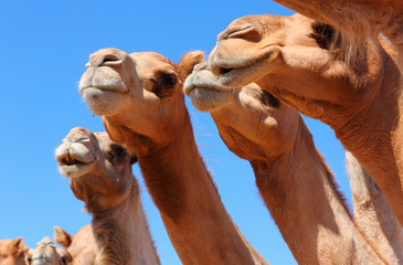 Camels in the desert