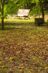 秋の公園・落葉とベンチ