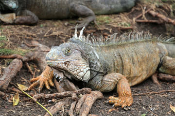 Obraz premium Leguan