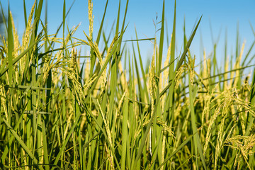 Rice field with clear blue sky