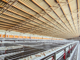 Abandoned empty and stopped production line of chicken eggs of a poultry farm © nskyr2