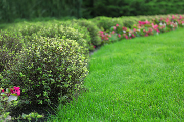 Beautiful green park on summer day