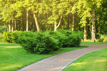 Beautiful green park on summer day