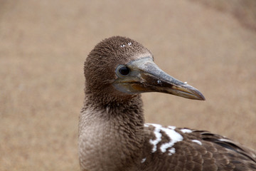 Junger  Blaufußtölpel