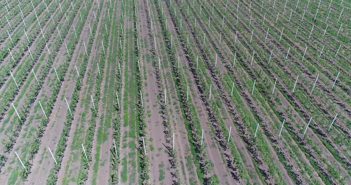 A view of the seedlings of trees from the air, flying over tree seedlings, a garden center, a young apple garden on the field, Rows of tree saplings in the Young apple garden, 4k, aerial