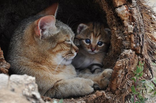 African wild cat mother with kitten