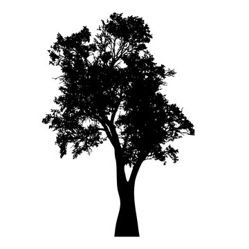 Vector silhouette of tree on white background.
