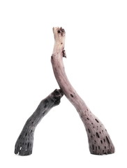 dry branches isolated on white background