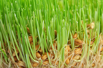 Sprouted wheat seeds, closeup