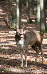 Free deers in the park of Obora Holedna in Brno