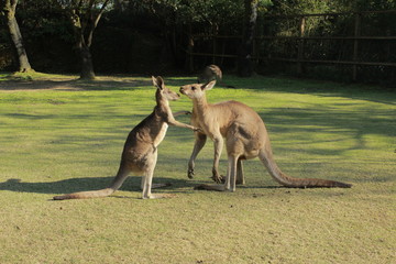 仲良しカンガルー