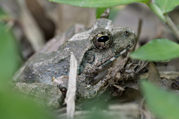 沖縄カエル横向き