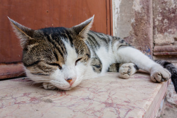 the cat. black and white stray cat
