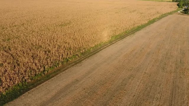 Field with ripe corn. Dry stalks of corn. View of the cornfield from above. Corn plantation, mature cobs, ready to harvest.