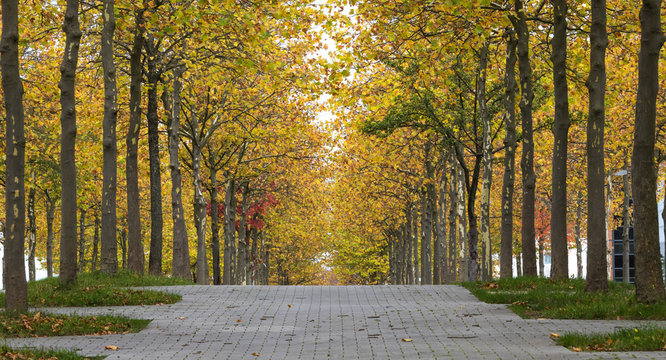 Ahornallee im Herbst