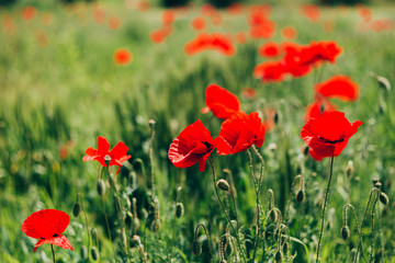 Beautiful poppy field in late may
