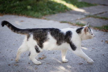 Naklejka na ściany i meble American shorthair cat walk