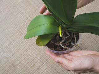 Escape stems of orchids. Stems and leaves of orchid flowers.
