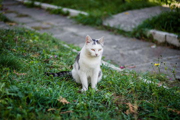 American shorthair cat posing like a model in the grass