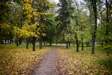 Fototapeta premium Autamn park