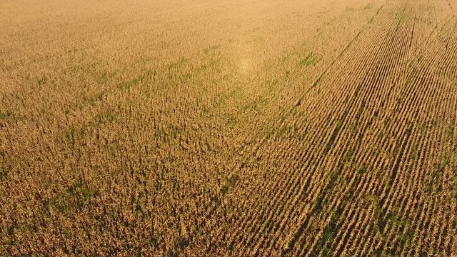 Field with ripe corn. Dry stalks of corn. View of the cornfield from above. Corn plantation, mature cobs, ready to harvest.
