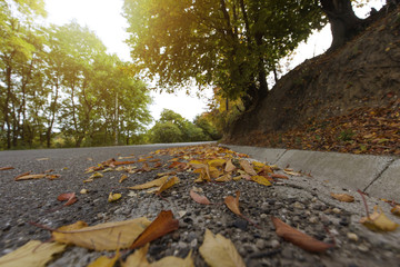 Leaves on street