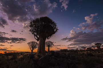 Namibia quiver tree forest cloudy beautiful sunset